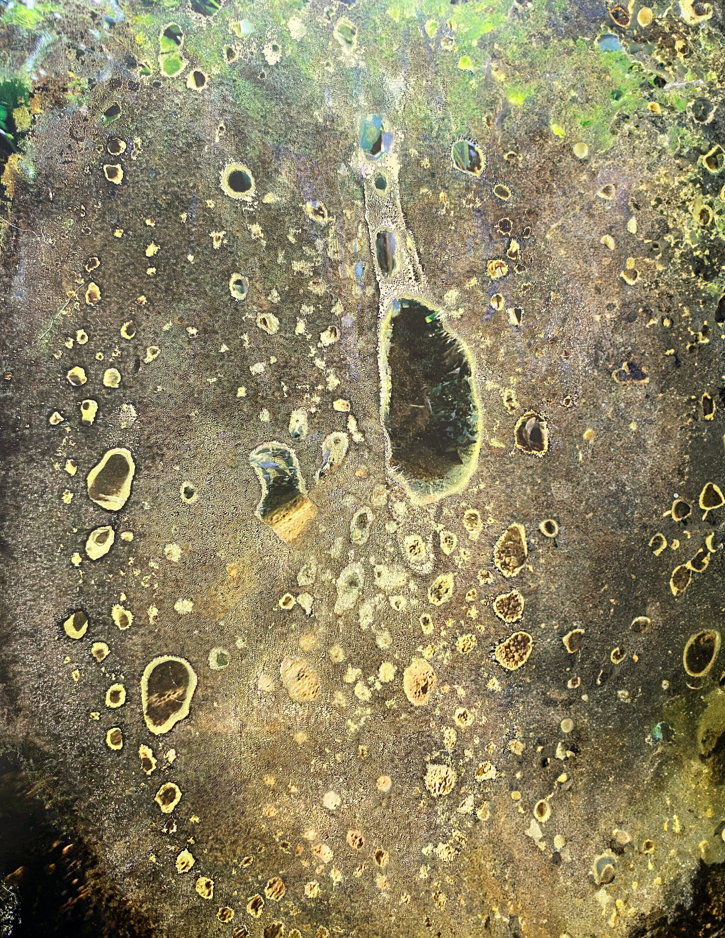 National Geographic + CitraSolv Digital Papers - Yellow/Green Toned